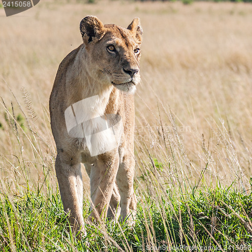 Image of Lioness (Panthera Leo)