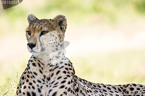 Image of Cheetah Portrait