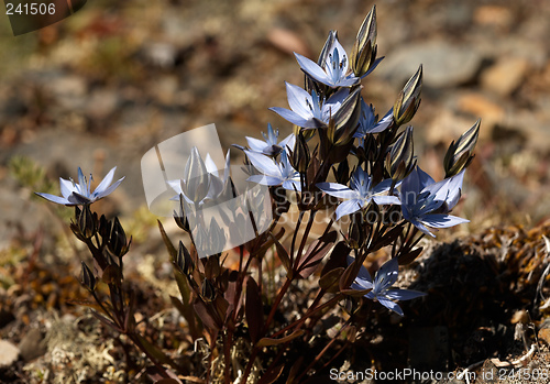 Image of Lomatogonium  carinthiacum