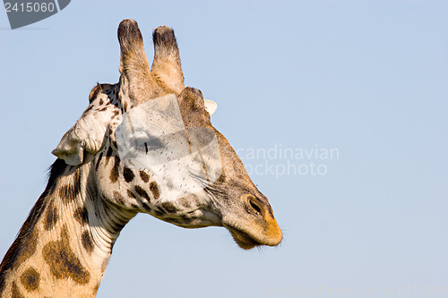 Image of Giraffe Close Up
