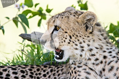 Image of Cheetah Portrait