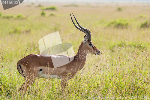 Image of Impala in the Savannah