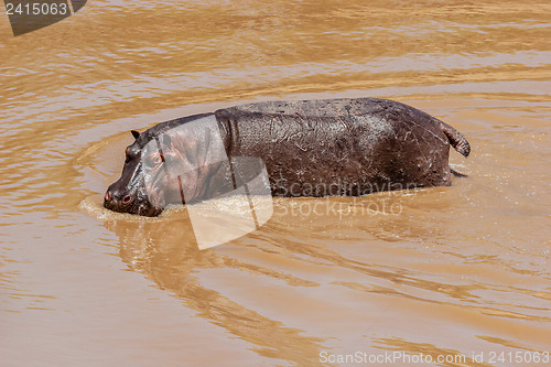 Image of Hippo