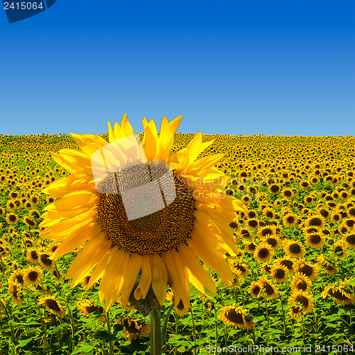 Image of Big Sunflower on Sunflower Field