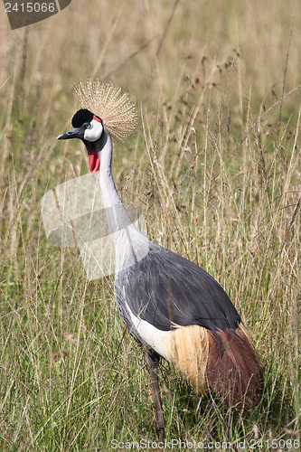 Image of Crowned Crane in the African Savannah