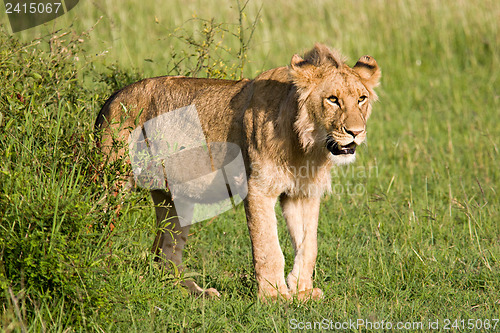 Image of Young Lion in the Savannah