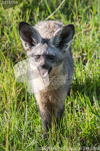 Image of Bat Eared Fox