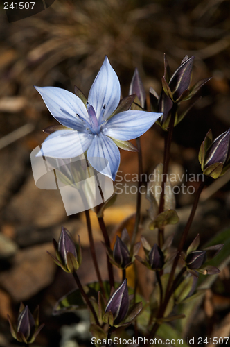 Image of Lomatogonium  carinthiacum