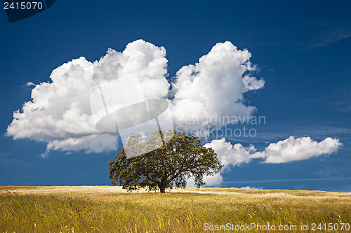 Image of Tree in Field