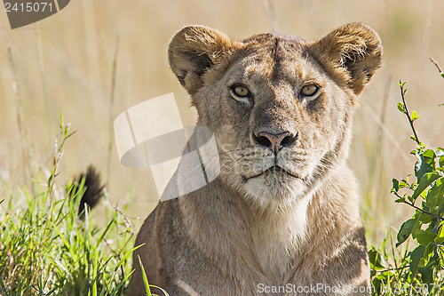 Image of Lioness (Panthera Leo)