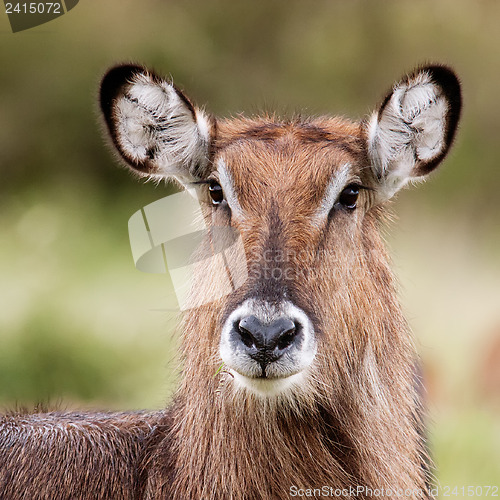 Image of Female Waterbuck Close Up