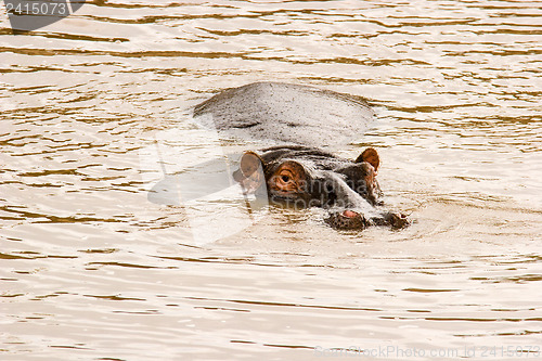 Image of Hippo