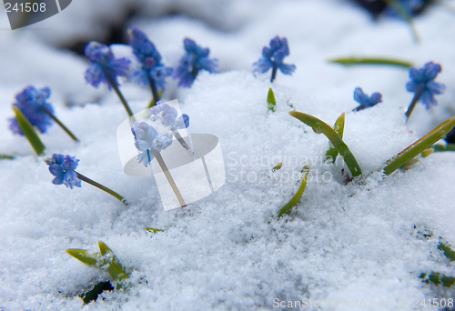 Image of Muscari  under the snow