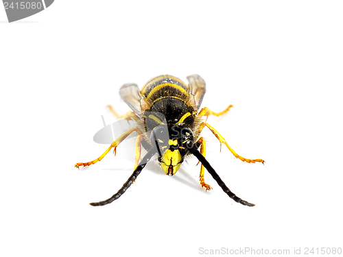 Image of wasp