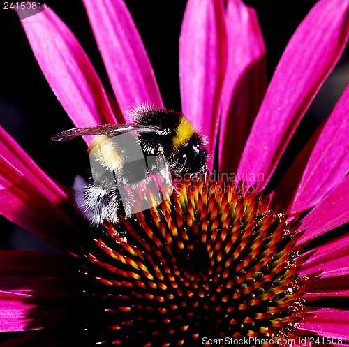 Image of Bumblebee on pink flower