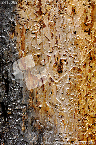 Image of Tracks from bark beetle on a tree