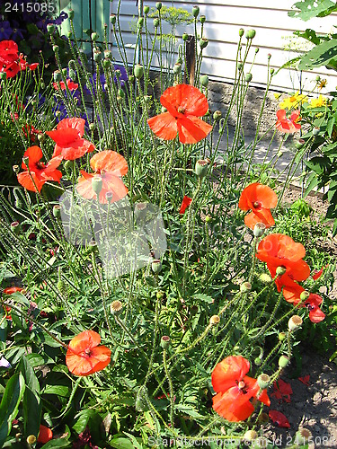 Image of  beautiful flower of red poppy