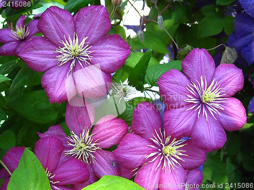 Image of beautiful lilac flowers of clematis