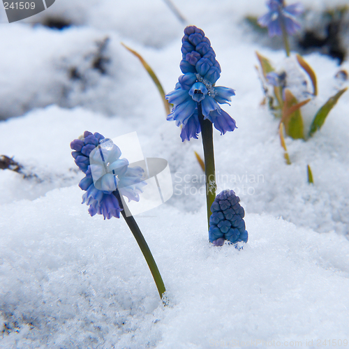 Image of Muscari  under the snow