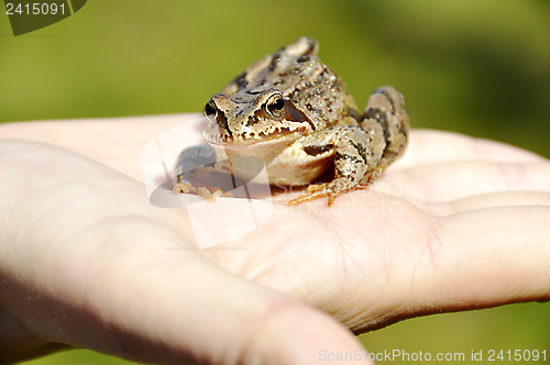 Image of A frog in the hand