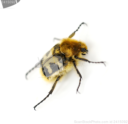 Image of Bee beetle