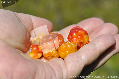 Image of Hand with cloudberries