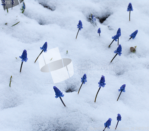 Image of Muscari  under the snow