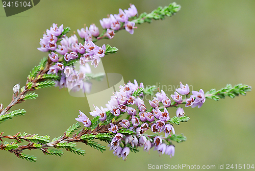 Image of common heather