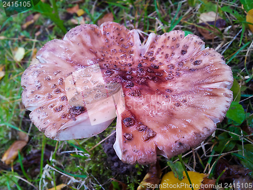 Image of Toadstool