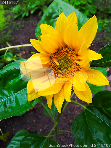 Image of Wet sunflower