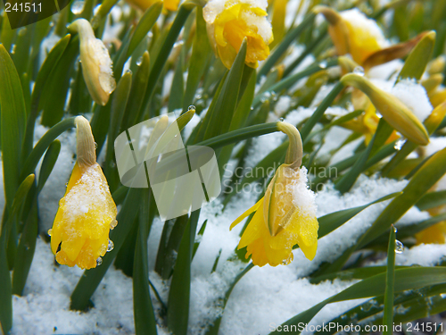 Image of Lent lily on the snow