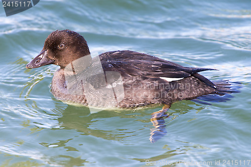 Image of Juvenile Tufted Duck