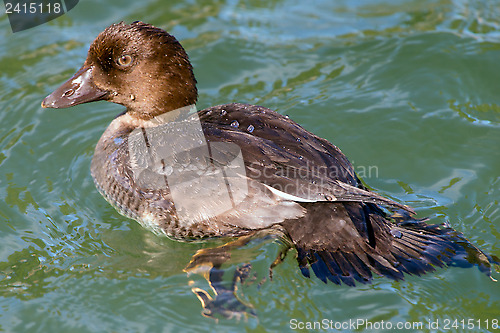 Image of Juvenile Tufted Duck 