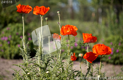 Image of Red poppy