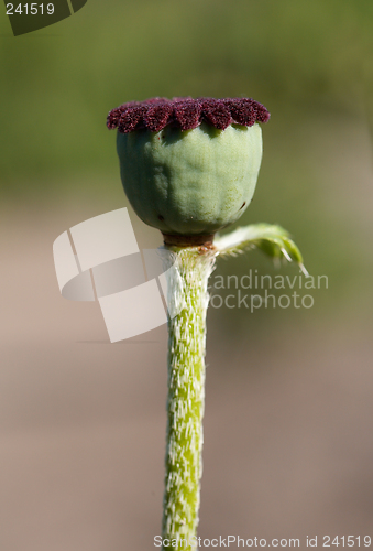 Image of Seedcases of poppy