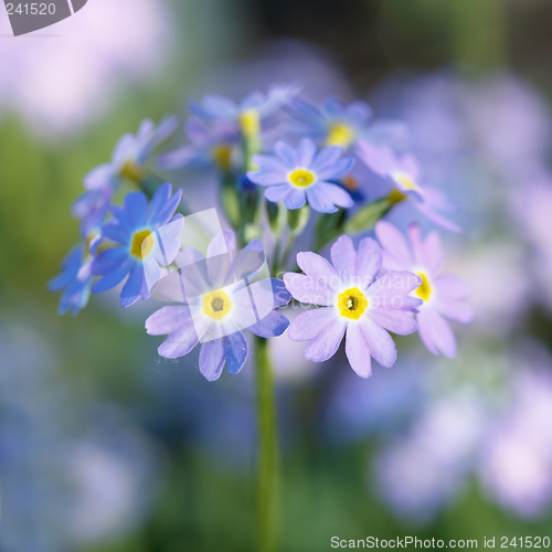 Image of Primula flowers