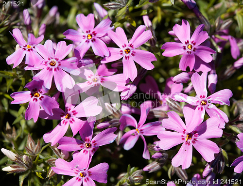Image of Primula flowers