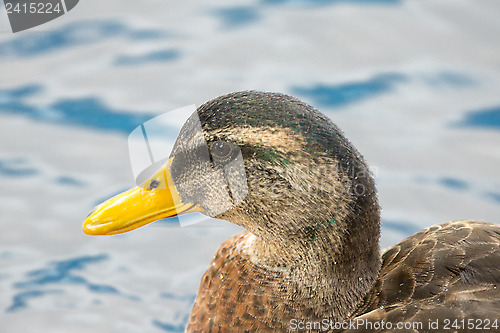 Image of Portrait of a Mallard