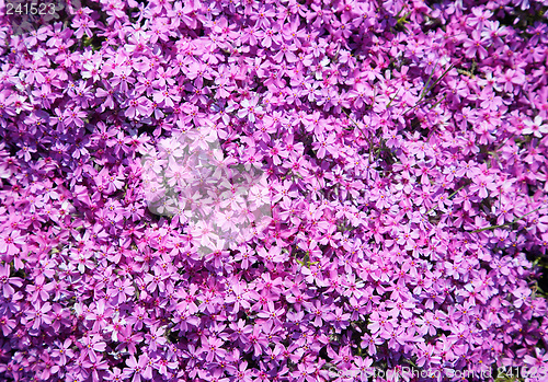 Image of Primula flowers