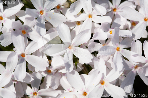 Image of Primula flowers