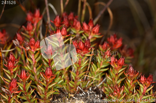 Image of Rhodiola quadrifida