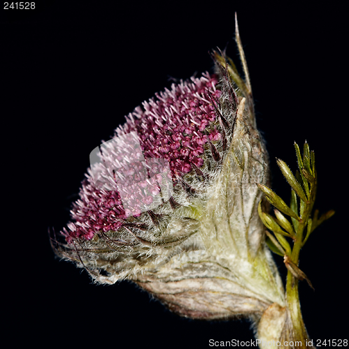 Image of Sayania monstrosa