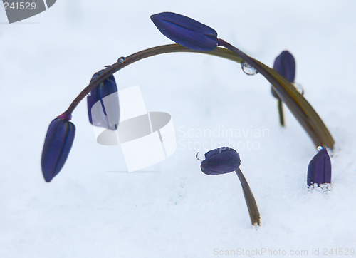 Image of Bluebell - Scilla sibirica on the snow