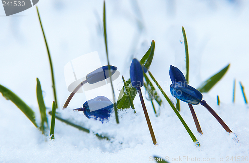 Image of Bluebell - Scilla sibirica on the snow