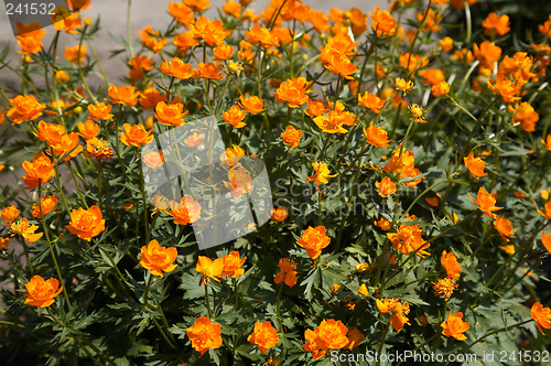 Image of Siberian globeflower