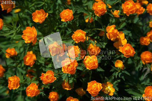 Image of Siberian globeflower