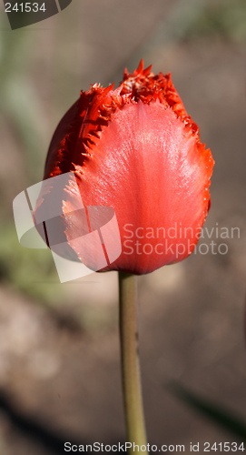 Image of Red Tulip