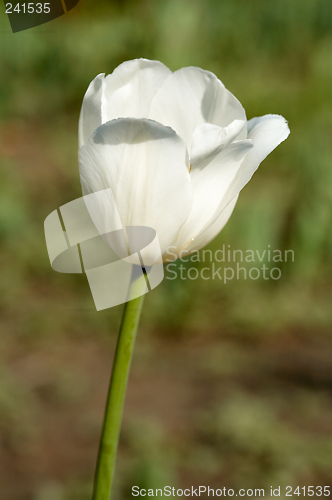 Image of White  Tulip