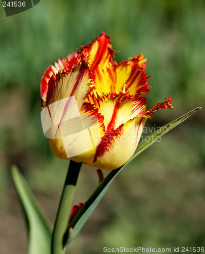 Image of Yellow - Red  Tulip
