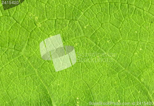 Image of Leaf veins close up